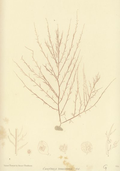İngiliz Deniz Yosunu (doğa baskılı) by English School